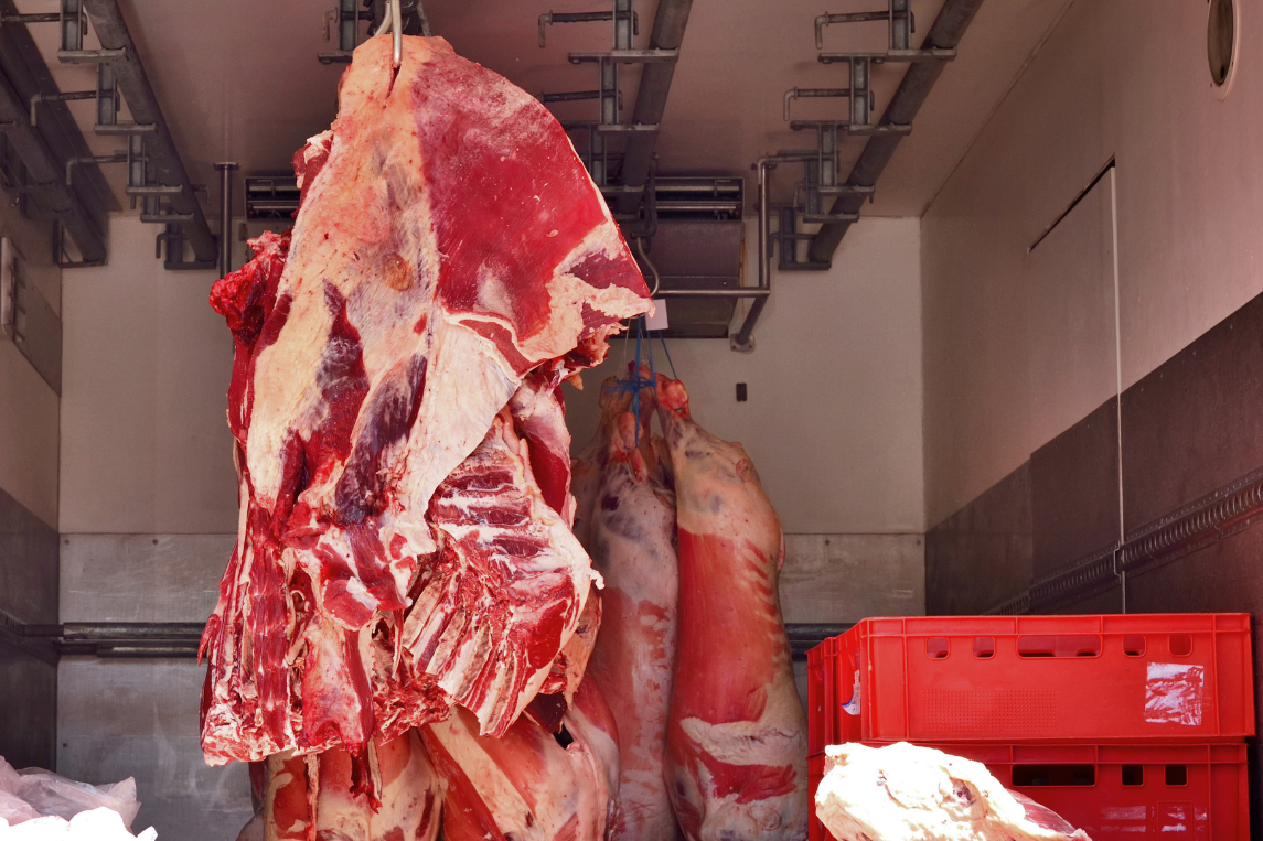 Transporte urgente de productos perecederos cárnicos en camión frigorífico.